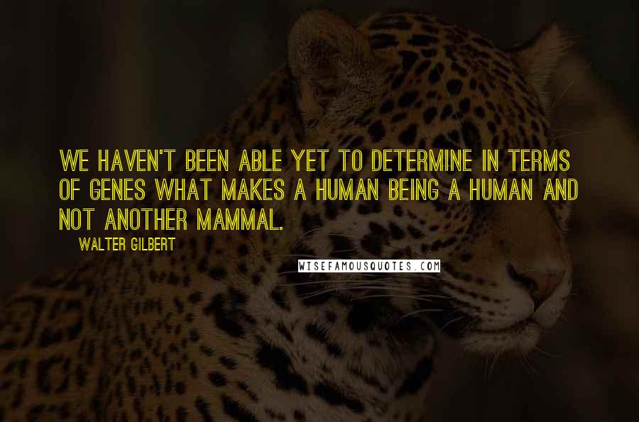 Walter Gilbert Quotes: We haven't been able yet to determine in terms of genes what makes a human being a human and not another mammal.