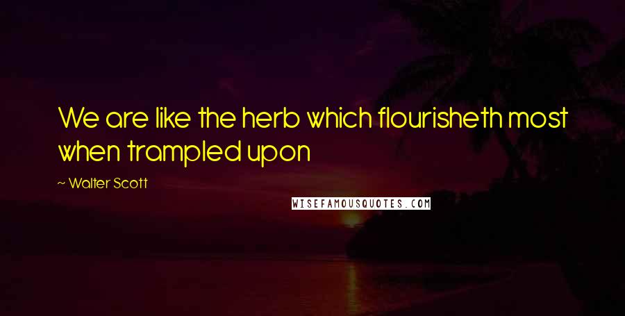 Walter Scott Quotes: We are like the herb which flourisheth most when trampled upon