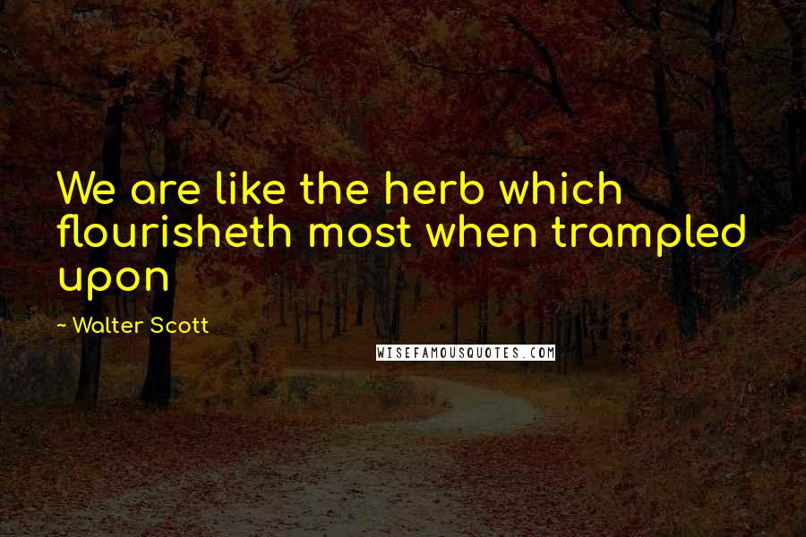 Walter Scott Quotes: We are like the herb which flourisheth most when trampled upon