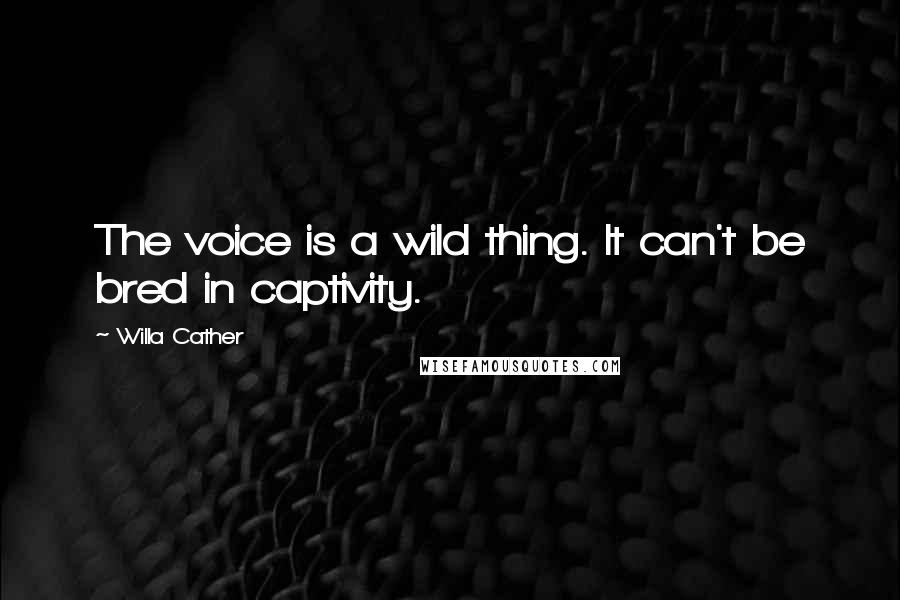 Willa Cather Quotes: The voice is a wild thing. It can't be bred in captivity.