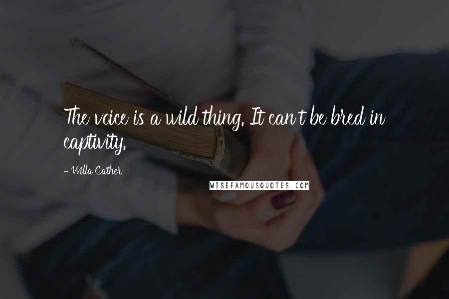 Willa Cather Quotes: The voice is a wild thing. It can't be bred in captivity.