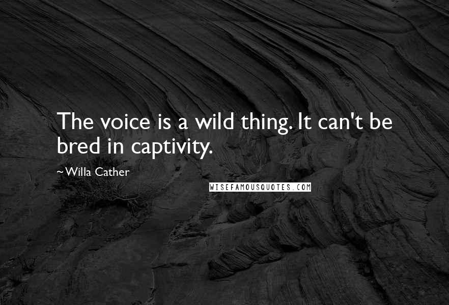 Willa Cather Quotes: The voice is a wild thing. It can't be bred in captivity.