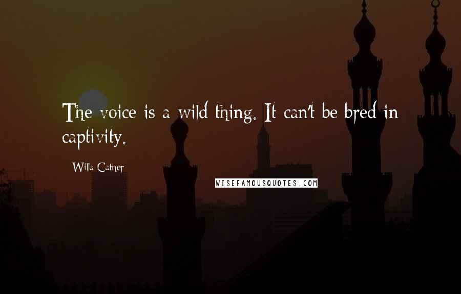Willa Cather Quotes: The voice is a wild thing. It can't be bred in captivity.