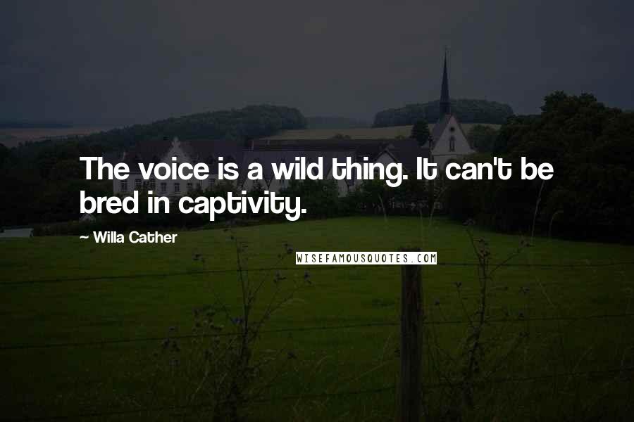 Willa Cather Quotes: The voice is a wild thing. It can't be bred in captivity.