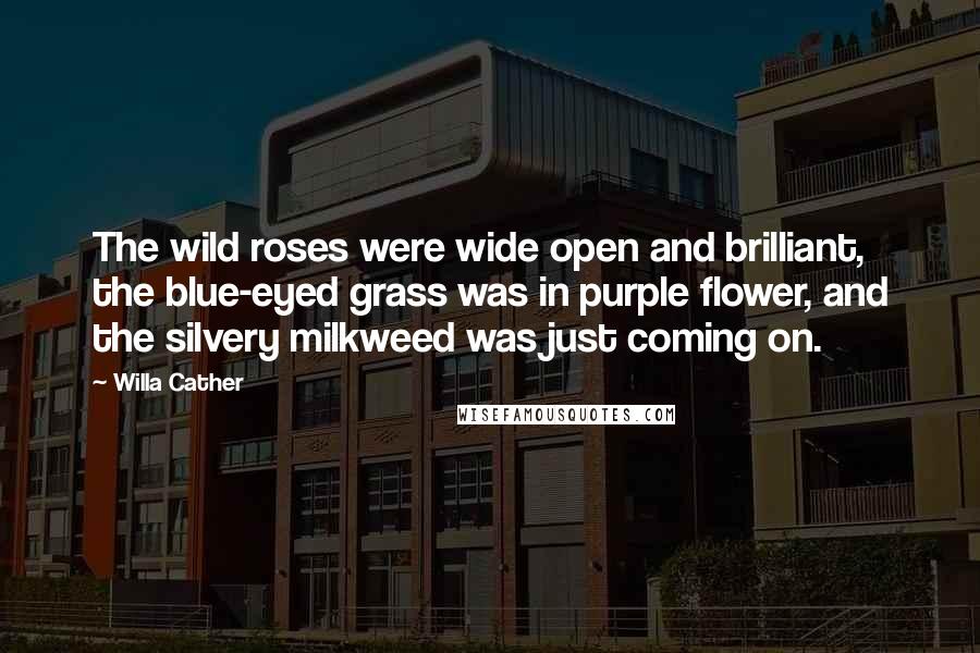 Willa Cather Quotes: The wild roses were wide open and brilliant, the blue-eyed grass was in purple flower, and the silvery milkweed was just coming on.