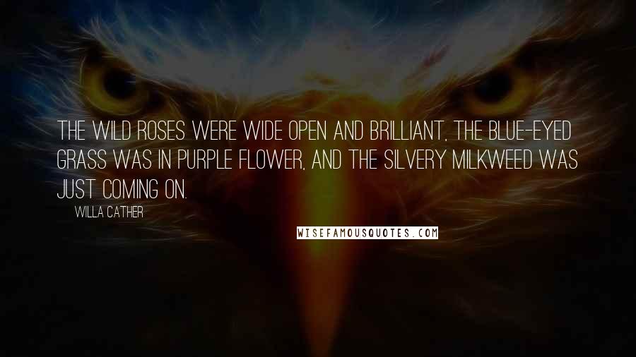 Willa Cather Quotes: The wild roses were wide open and brilliant, the blue-eyed grass was in purple flower, and the silvery milkweed was just coming on.