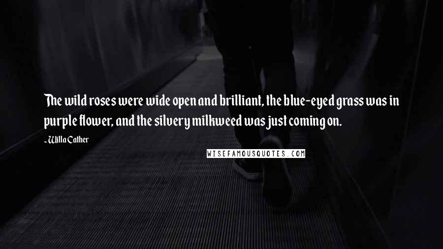Willa Cather Quotes: The wild roses were wide open and brilliant, the blue-eyed grass was in purple flower, and the silvery milkweed was just coming on.