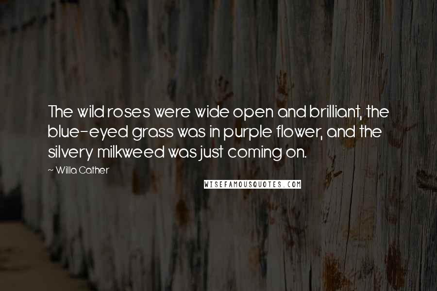 Willa Cather Quotes: The wild roses were wide open and brilliant, the blue-eyed grass was in purple flower, and the silvery milkweed was just coming on.