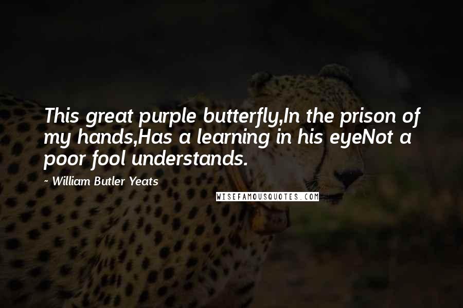 William Butler Yeats Quotes: This great purple butterfly,In the prison of my hands,Has a learning in his eyeNot a poor fool understands.