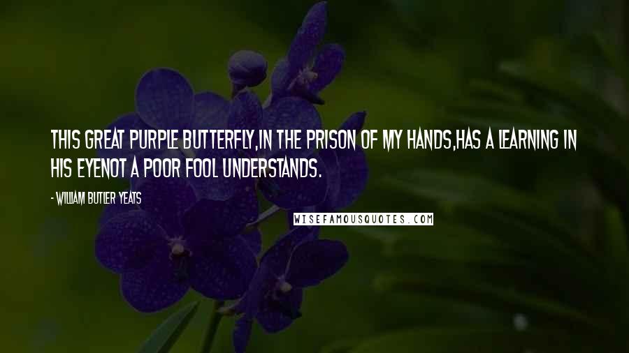 William Butler Yeats Quotes: This great purple butterfly,In the prison of my hands,Has a learning in his eyeNot a poor fool understands.