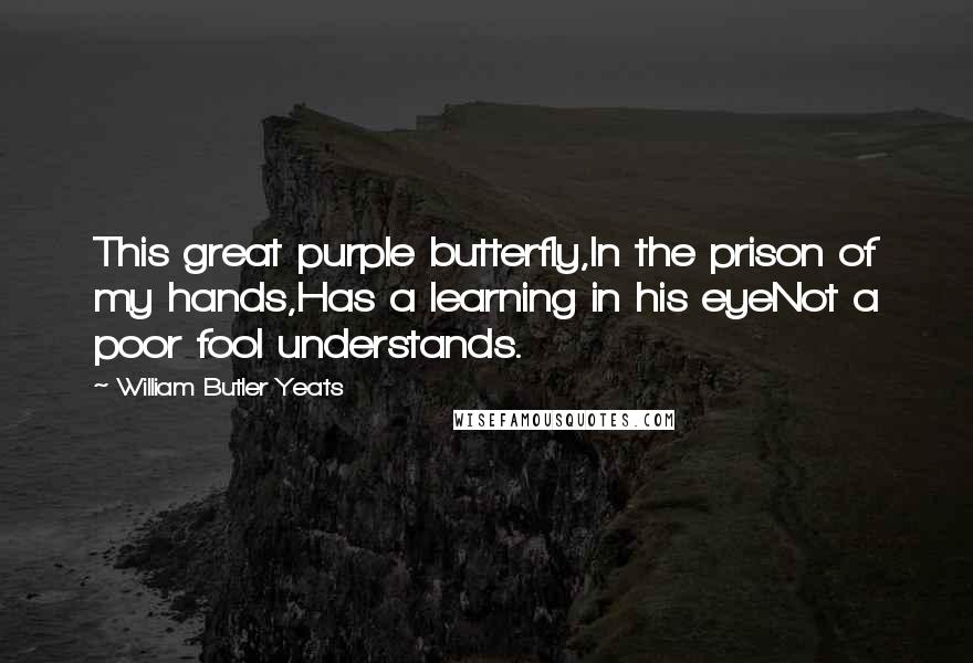 William Butler Yeats Quotes: This great purple butterfly,In the prison of my hands,Has a learning in his eyeNot a poor fool understands.
