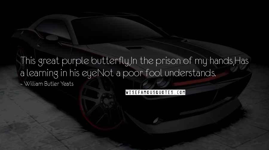 William Butler Yeats Quotes: This great purple butterfly,In the prison of my hands,Has a learning in his eyeNot a poor fool understands.