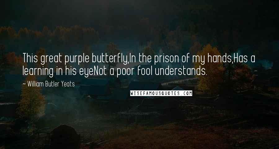 William Butler Yeats Quotes: This great purple butterfly,In the prison of my hands,Has a learning in his eyeNot a poor fool understands.
