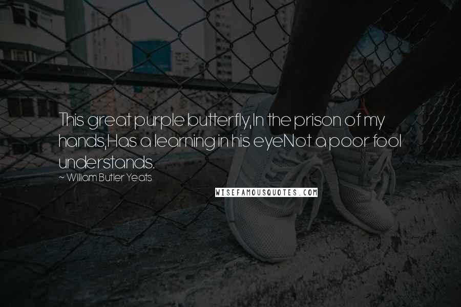 William Butler Yeats Quotes: This great purple butterfly,In the prison of my hands,Has a learning in his eyeNot a poor fool understands.