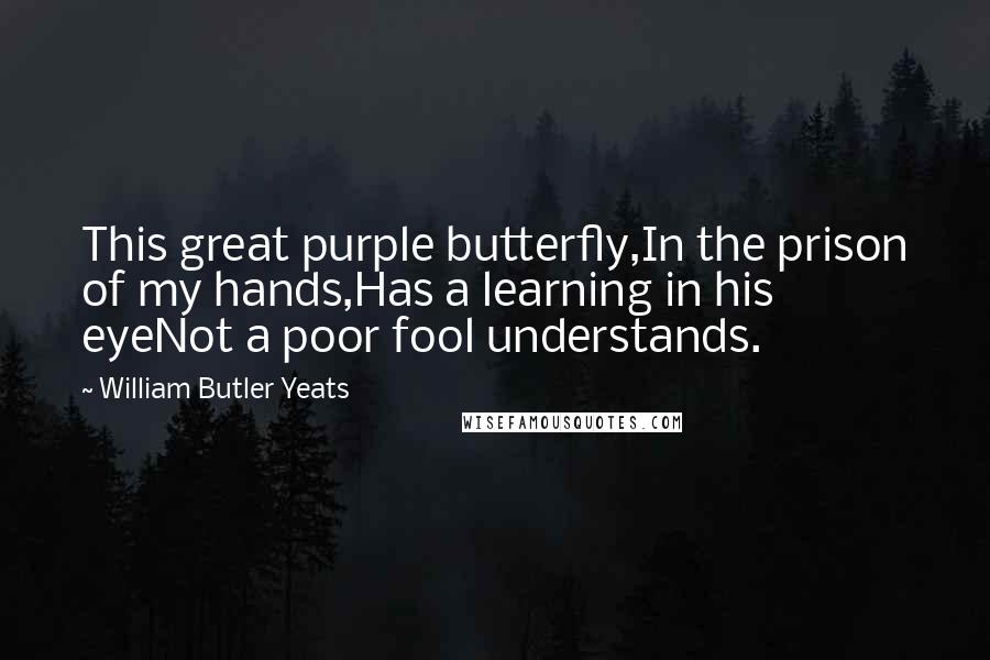 William Butler Yeats Quotes: This great purple butterfly,In the prison of my hands,Has a learning in his eyeNot a poor fool understands.