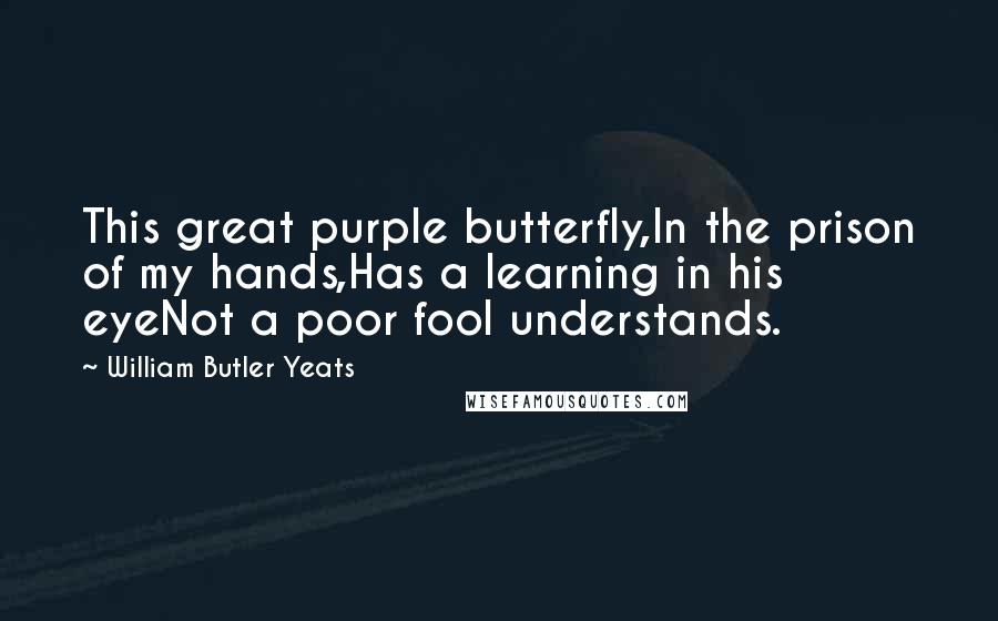William Butler Yeats Quotes: This great purple butterfly,In the prison of my hands,Has a learning in his eyeNot a poor fool understands.