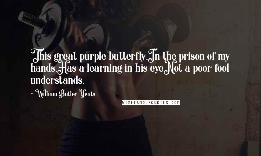 William Butler Yeats Quotes: This great purple butterfly,In the prison of my hands,Has a learning in his eyeNot a poor fool understands.