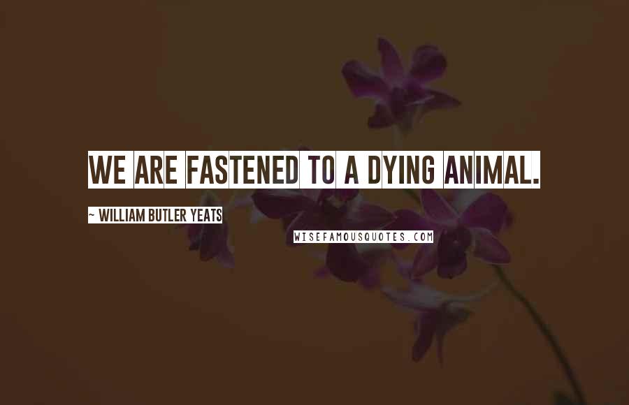 William Butler Yeats Quotes: We are fastened to a dying animal.