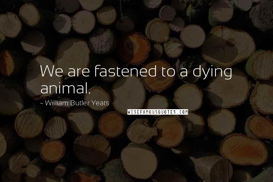 William Butler Yeats Quotes: We are fastened to a dying animal.