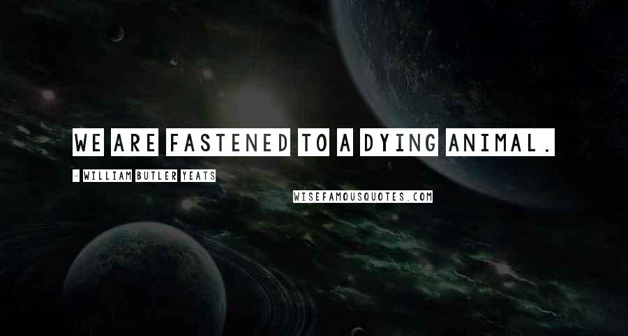 William Butler Yeats Quotes: We are fastened to a dying animal.