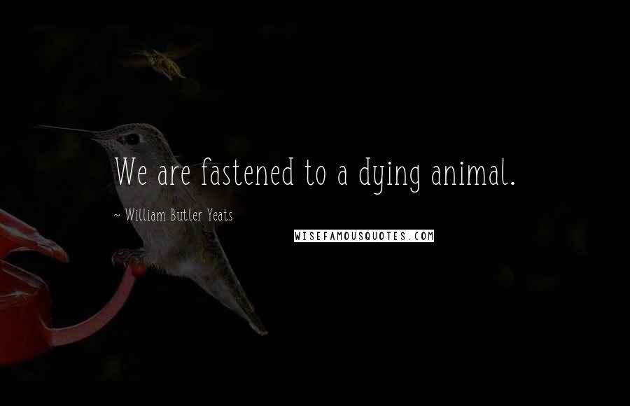 William Butler Yeats Quotes: We are fastened to a dying animal.