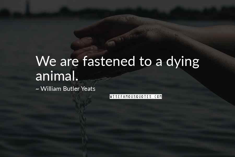 William Butler Yeats Quotes: We are fastened to a dying animal.