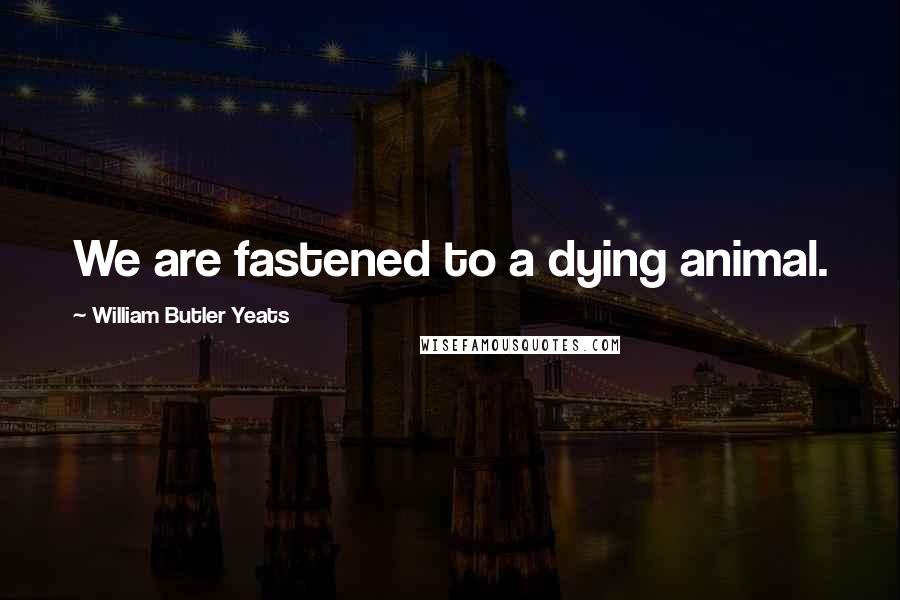 William Butler Yeats Quotes: We are fastened to a dying animal.