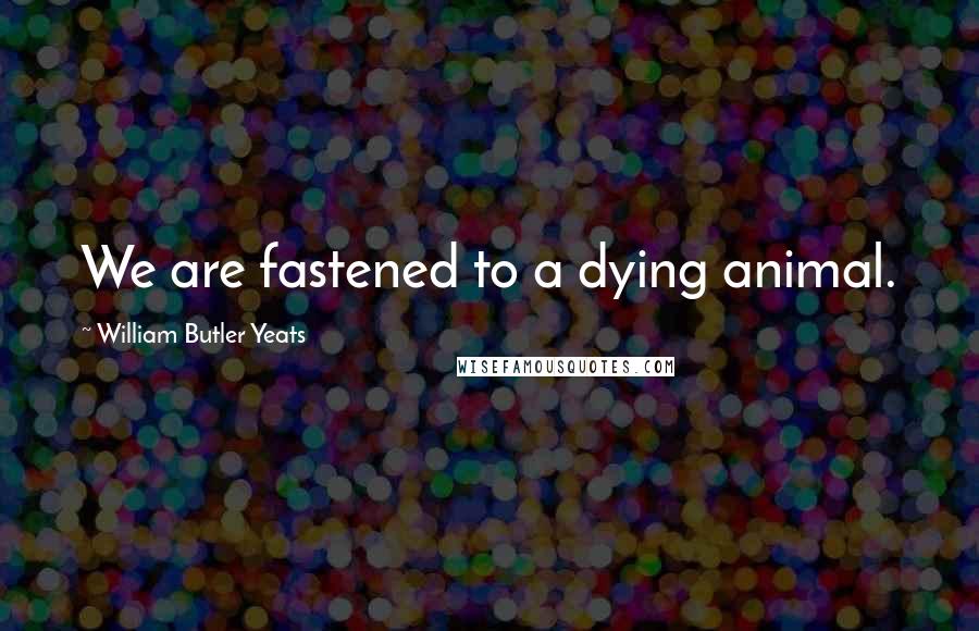 William Butler Yeats Quotes: We are fastened to a dying animal.