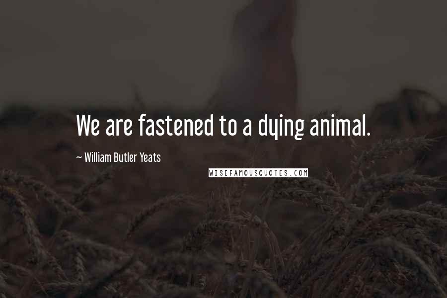 William Butler Yeats Quotes: We are fastened to a dying animal.