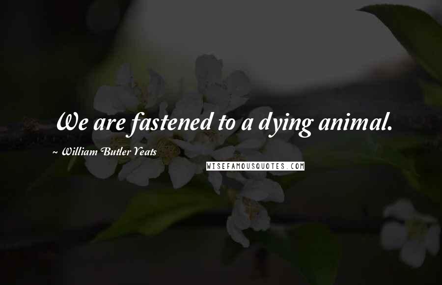 William Butler Yeats Quotes: We are fastened to a dying animal.