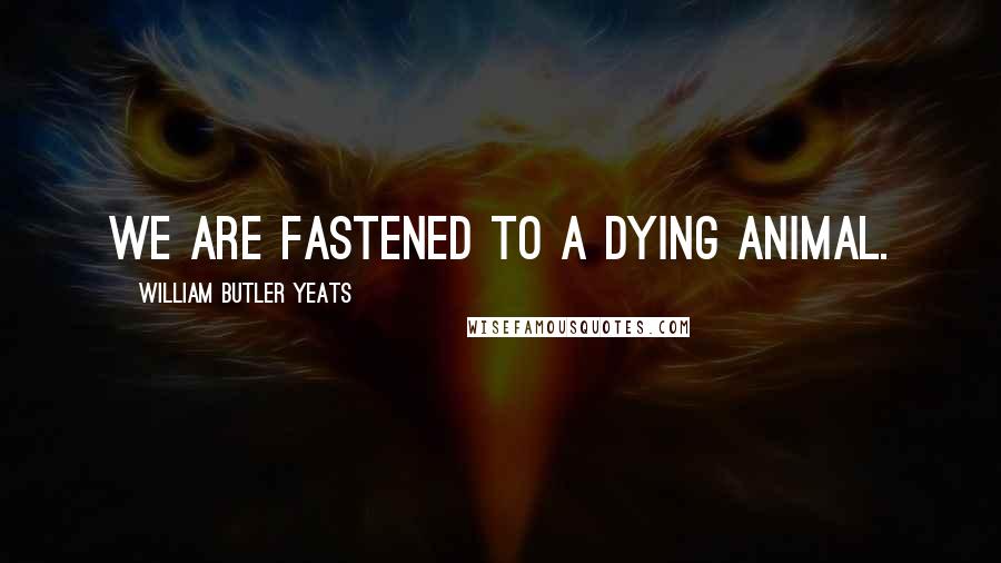 William Butler Yeats Quotes: We are fastened to a dying animal.