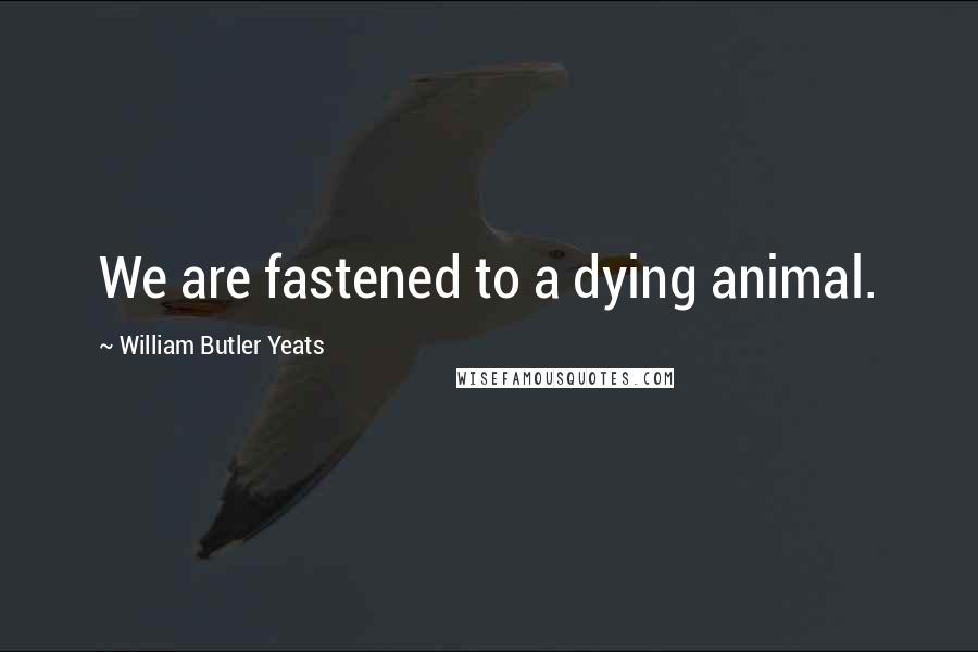 William Butler Yeats Quotes: We are fastened to a dying animal.