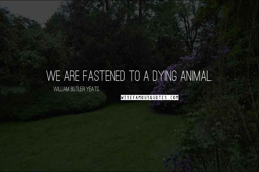 William Butler Yeats Quotes: We are fastened to a dying animal.