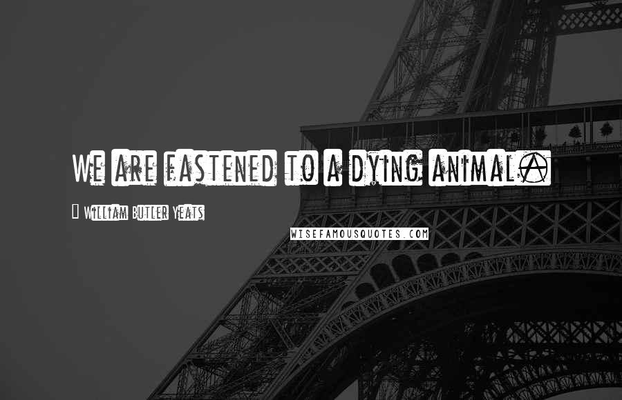 William Butler Yeats Quotes: We are fastened to a dying animal.