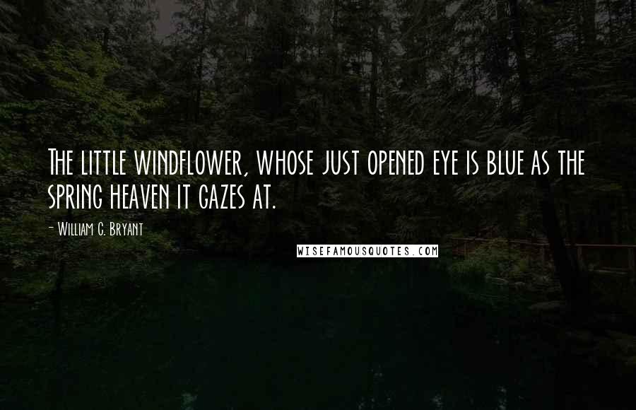 William C. Bryant Quotes: The little windflower, whose just opened eye is blue as the spring heaven it gazes at.