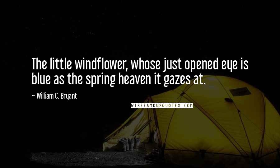 William C. Bryant Quotes: The little windflower, whose just opened eye is blue as the spring heaven it gazes at.