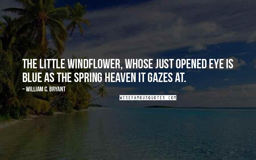 William C. Bryant Quotes: The little windflower, whose just opened eye is blue as the spring heaven it gazes at.