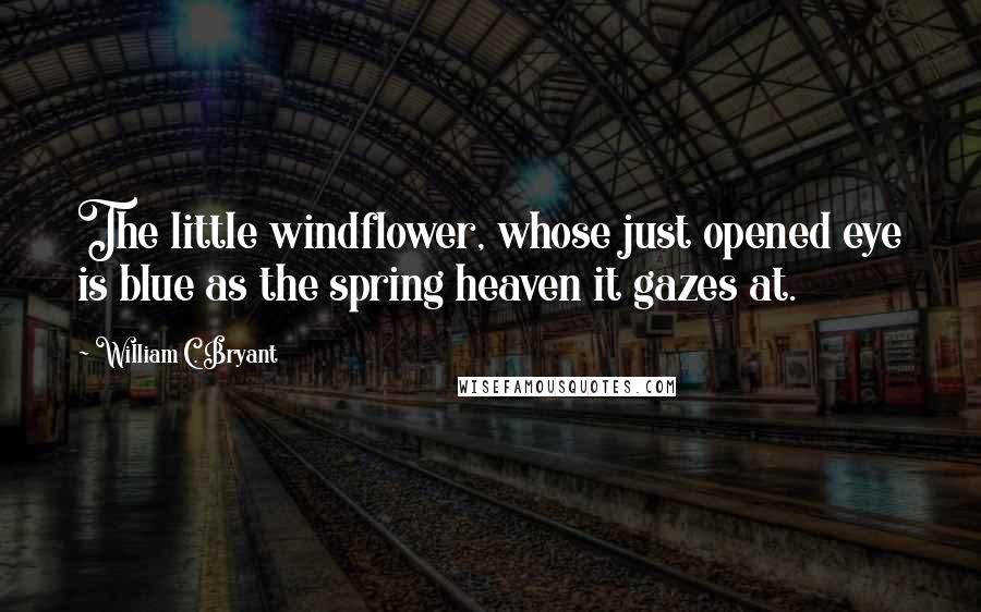 William C. Bryant Quotes: The little windflower, whose just opened eye is blue as the spring heaven it gazes at.