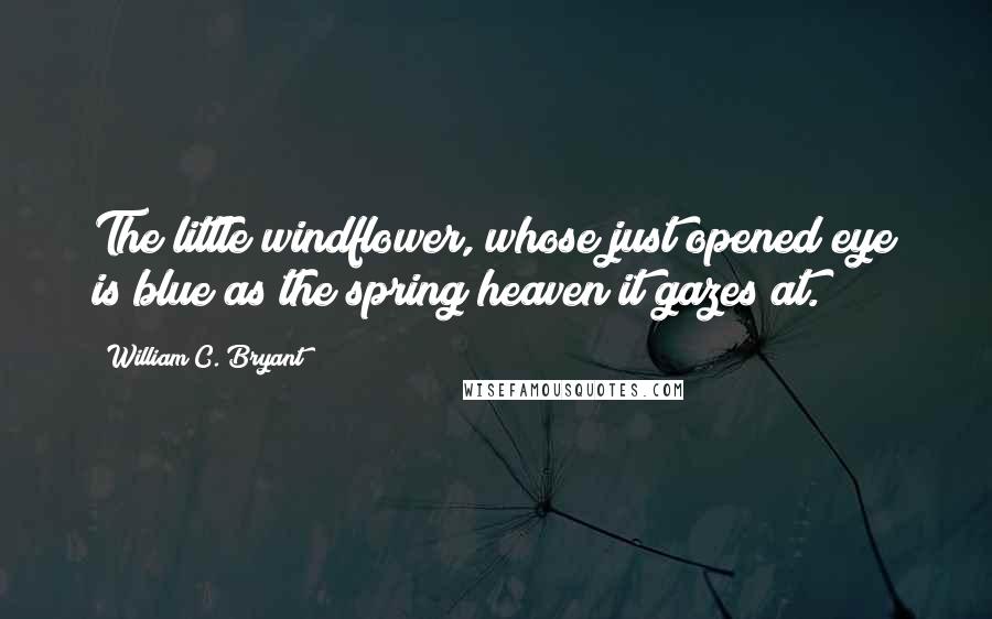 William C. Bryant Quotes: The little windflower, whose just opened eye is blue as the spring heaven it gazes at.