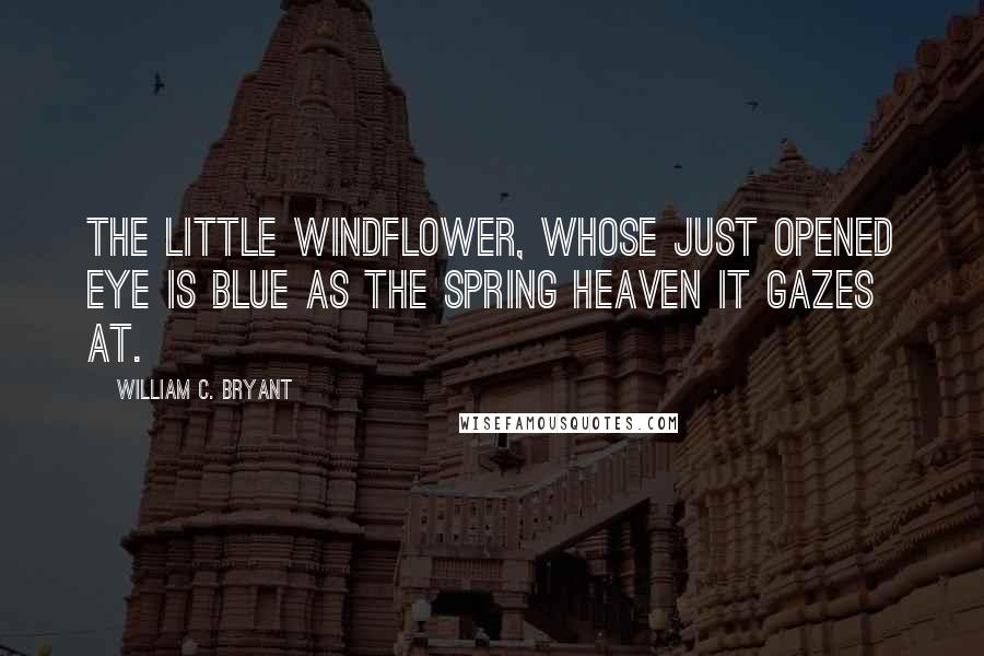 William C. Bryant Quotes: The little windflower, whose just opened eye is blue as the spring heaven it gazes at.