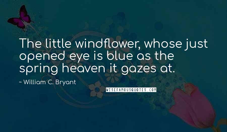 William C. Bryant Quotes: The little windflower, whose just opened eye is blue as the spring heaven it gazes at.