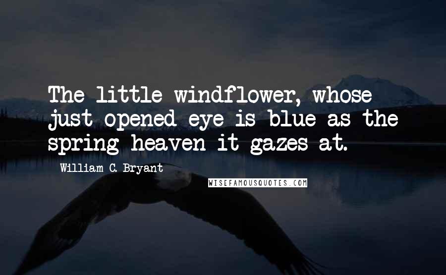 William C. Bryant Quotes: The little windflower, whose just opened eye is blue as the spring heaven it gazes at.