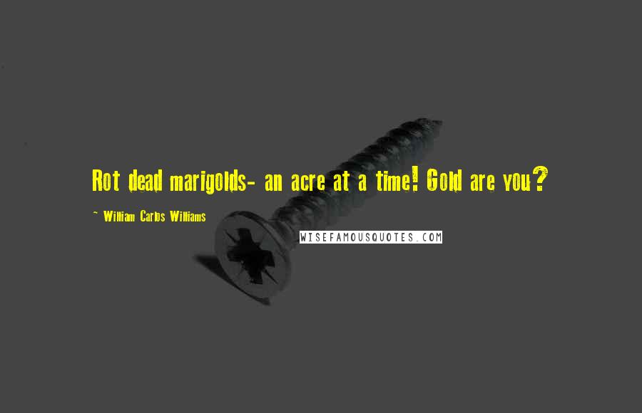 William Carlos Williams Quotes: Rot dead marigolds- an acre at a time! Gold are you?