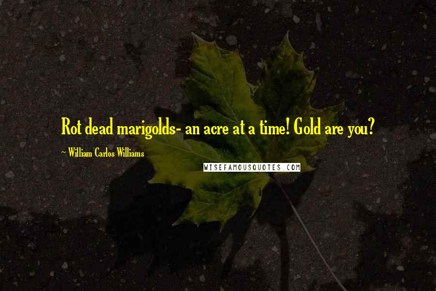 William Carlos Williams Quotes: Rot dead marigolds- an acre at a time! Gold are you?