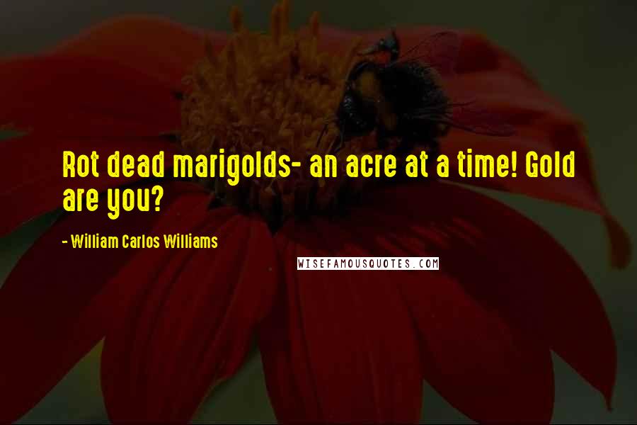 William Carlos Williams Quotes: Rot dead marigolds- an acre at a time! Gold are you?