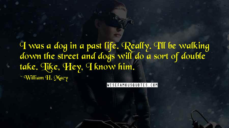 William H. Macy Quotes: I was a dog in a past life. Really. I'll be walking down the street and dogs will do a sort of double take. Like, Hey, I know him.
