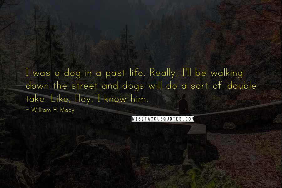 William H. Macy Quotes: I was a dog in a past life. Really. I'll be walking down the street and dogs will do a sort of double take. Like, Hey, I know him.