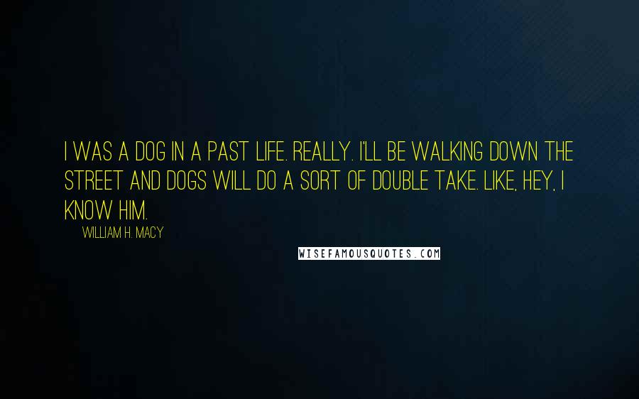 William H. Macy Quotes: I was a dog in a past life. Really. I'll be walking down the street and dogs will do a sort of double take. Like, Hey, I know him.