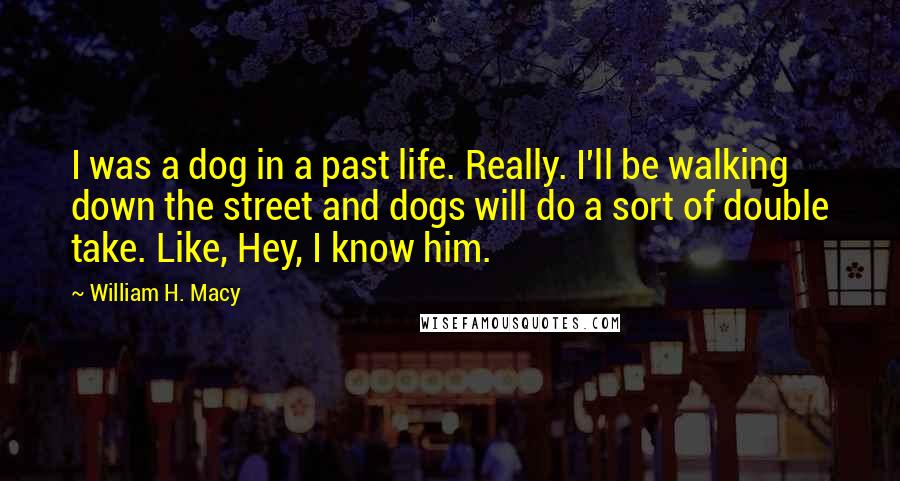 William H. Macy Quotes: I was a dog in a past life. Really. I'll be walking down the street and dogs will do a sort of double take. Like, Hey, I know him.