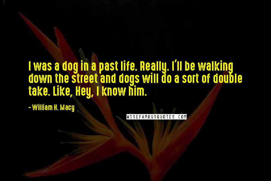 William H. Macy Quotes: I was a dog in a past life. Really. I'll be walking down the street and dogs will do a sort of double take. Like, Hey, I know him.